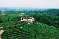 Dei Zago Prosecco vineyards