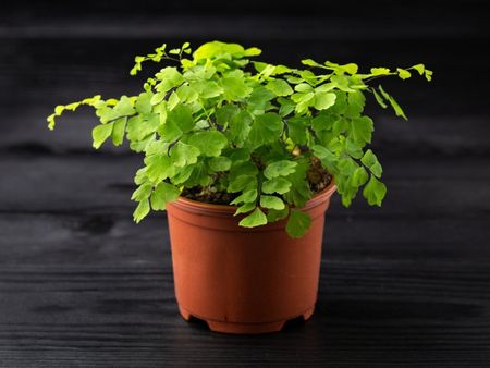 A small bright green fern in a plastic pot