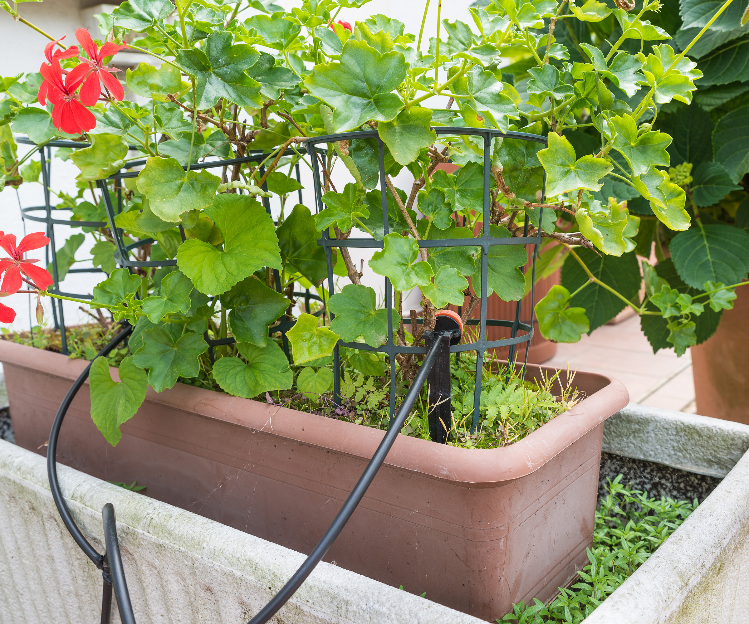 Drip irrigation watering emitter or dripper or sprinkle in a flowerpot.