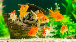 Goldfish swimming in tank