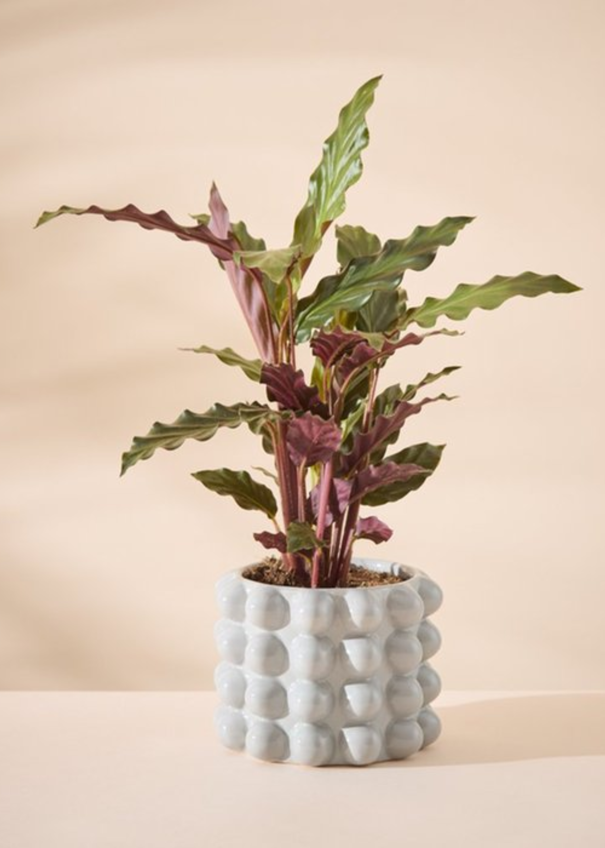 A calathea rufibarba plant in a bubbled gray planter against a pale pink backdrop