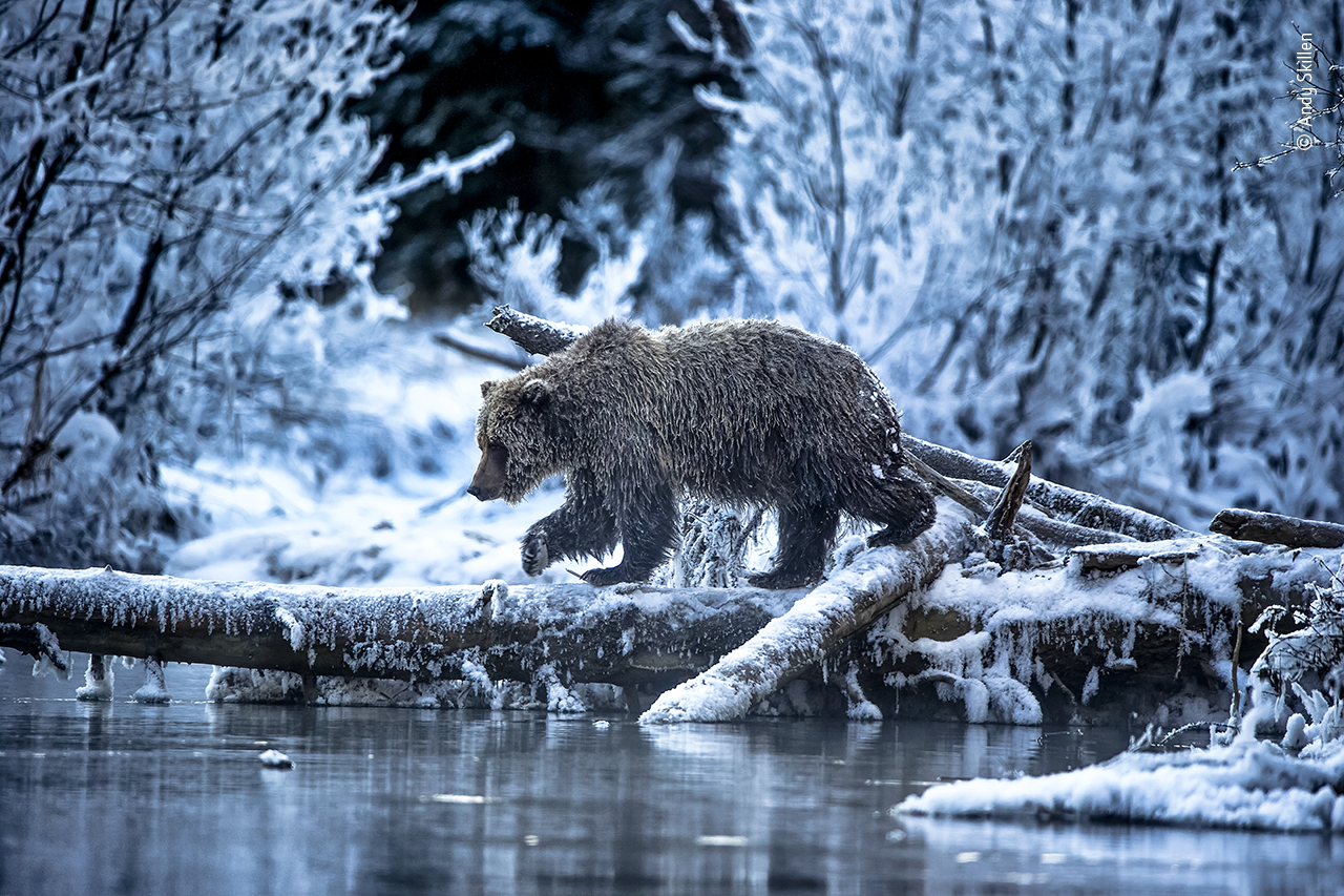 Wildlife Photographer of the Year launches its People's Choice Award