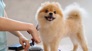 Dog being groomed with items from one of the best dog grooming kits