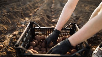 Potatoes being planted into trenches in a field by hand 