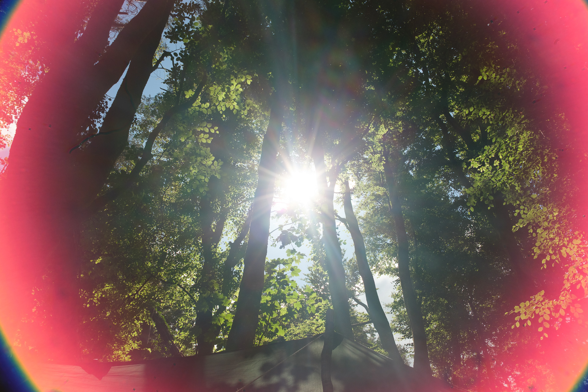 Sunlight streams through a leafy woodland canopy, surrounded by a large circular pink and red lens flare.