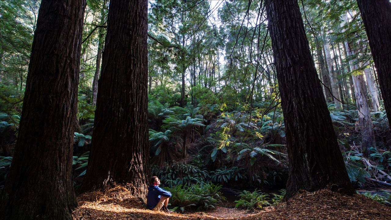 A man sits at the foot of redwood trees