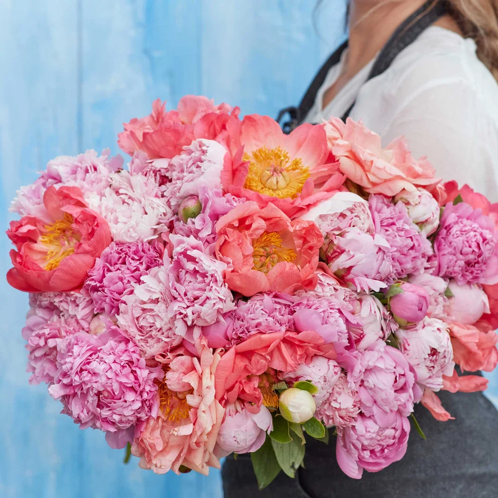 Peony Roots - Pastel Mix