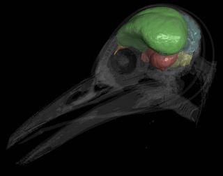 This CT scan shows a modern woodpecker (Melanerpes aurifrons) with its brain cast rendered opaque and the skull transparent. The endocast is partitioned into the following neuroanatomical regions: brain stem (yellow), cerebellum (blue), optic lobes (red), cerebrum (green), and olfactory bulbs (orange).