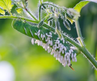 A tomato hornworm covered in parasitic wasp eggs