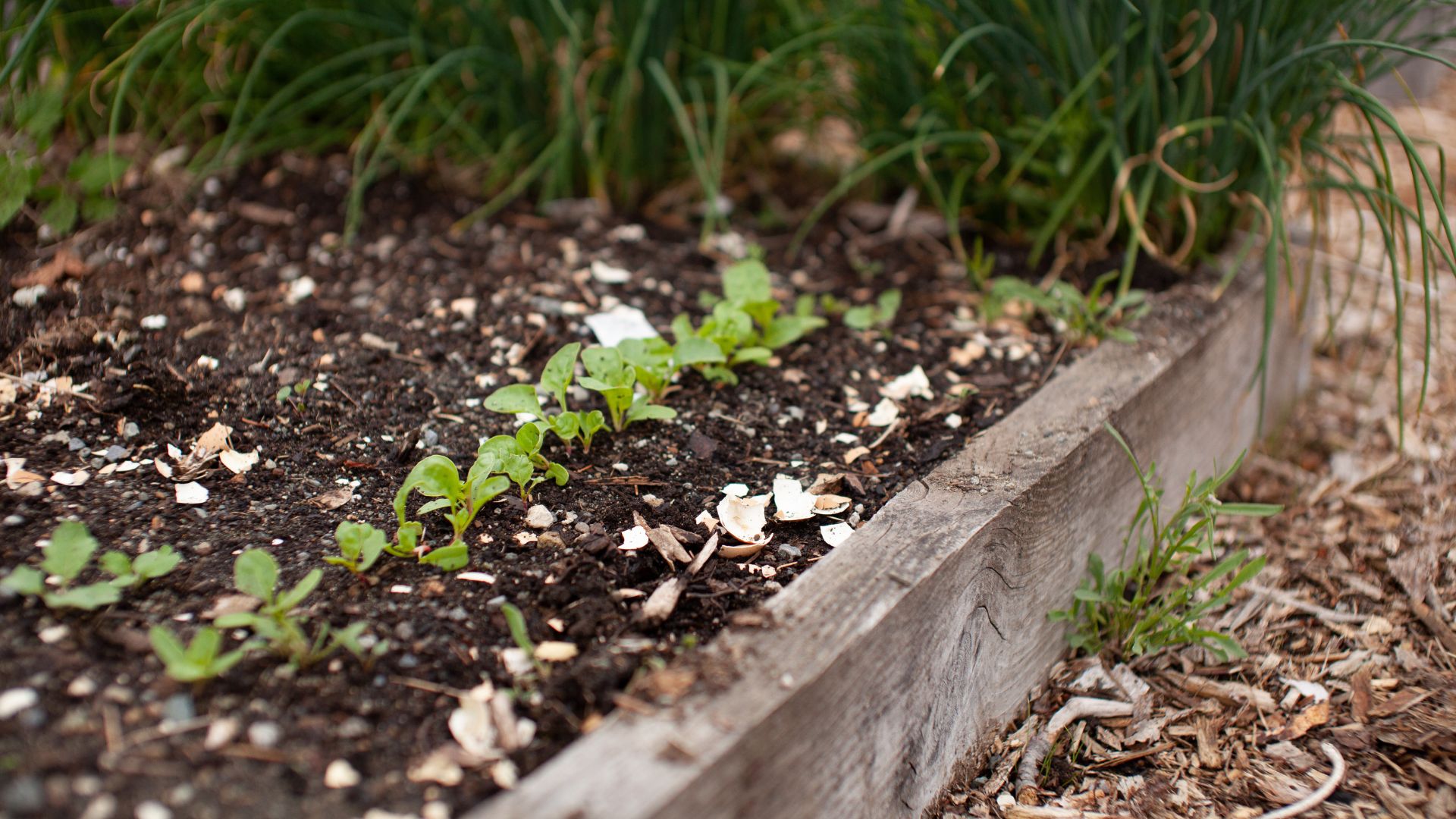 picture of broken up eggshells in raised bed to deter slugs
