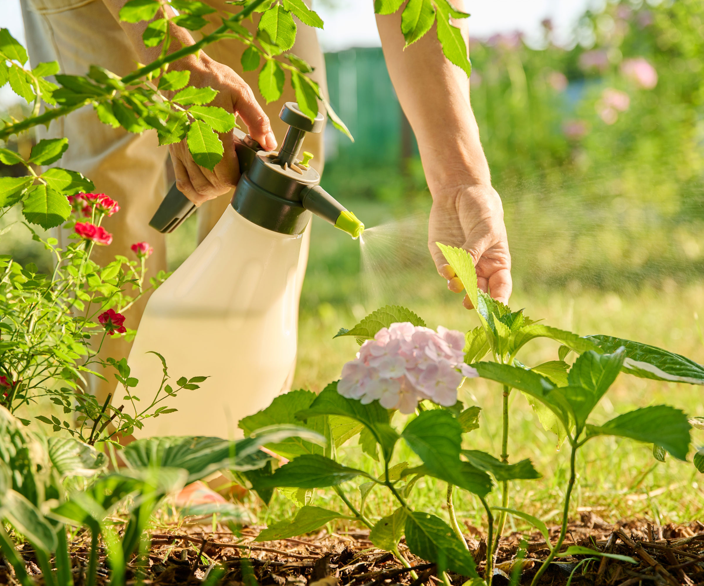 spraying hydrangea leaf with neem oil spray