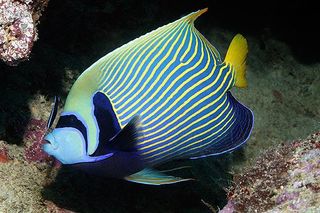 blue-striped-cleaner-wrasse-110421-02