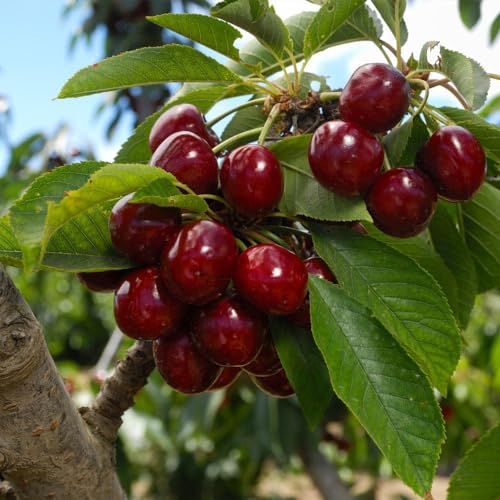 Brighter Blooms - Lapins Cherry Tree, 4-5 Ft. - No Shipping to Az, Ca, Co, Id, Or, Wa