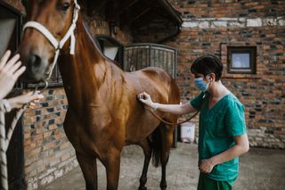 Woman veterinary checking horse health in stable