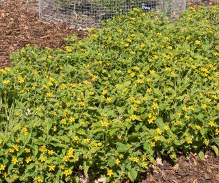 Green and gold ground cover, Chrysogonum virginianum, with green foliage and yellow daisy-like flowers