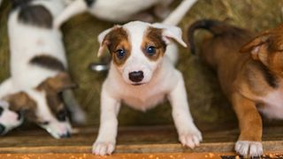 Puppy in animal shelter pen looking up at camera