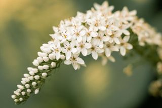 GuruShots - Flower Spotlight