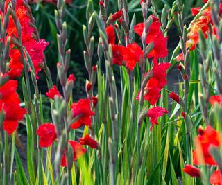 Gladioli, tender bulbs for the winter