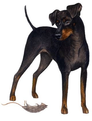 Manchester terrier