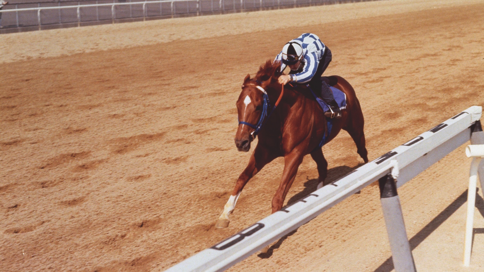 Secretariat doing gallops exercise with his jockey Ron Turcotte.