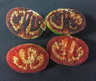 Solanum-ossicruentum-esf-top-species