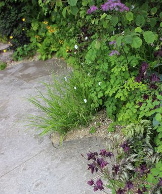 Stylised weeds at RHS Chelsea Flower Show