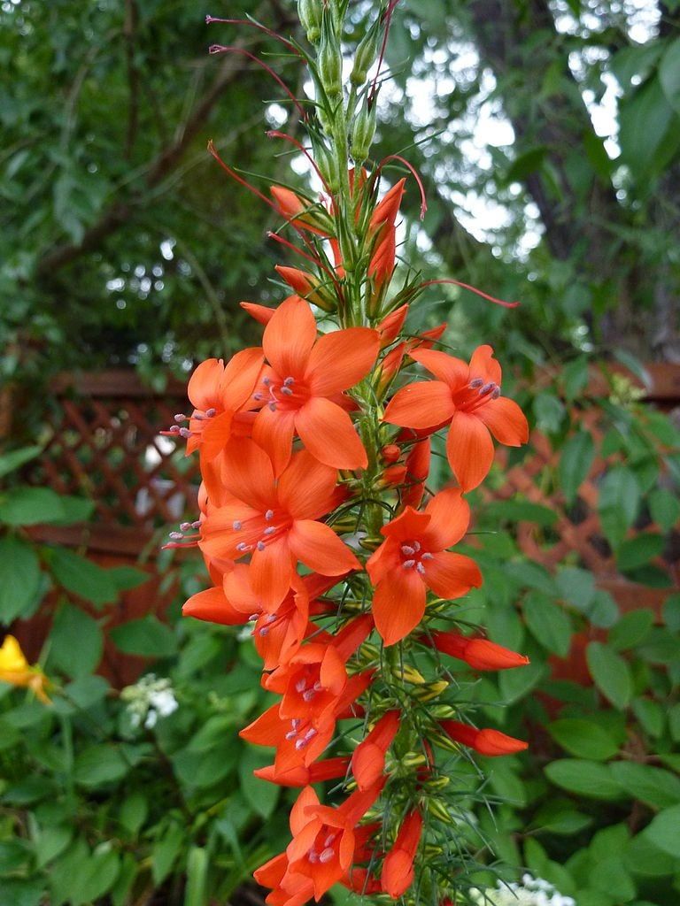 Orange Standing Cypress Plant