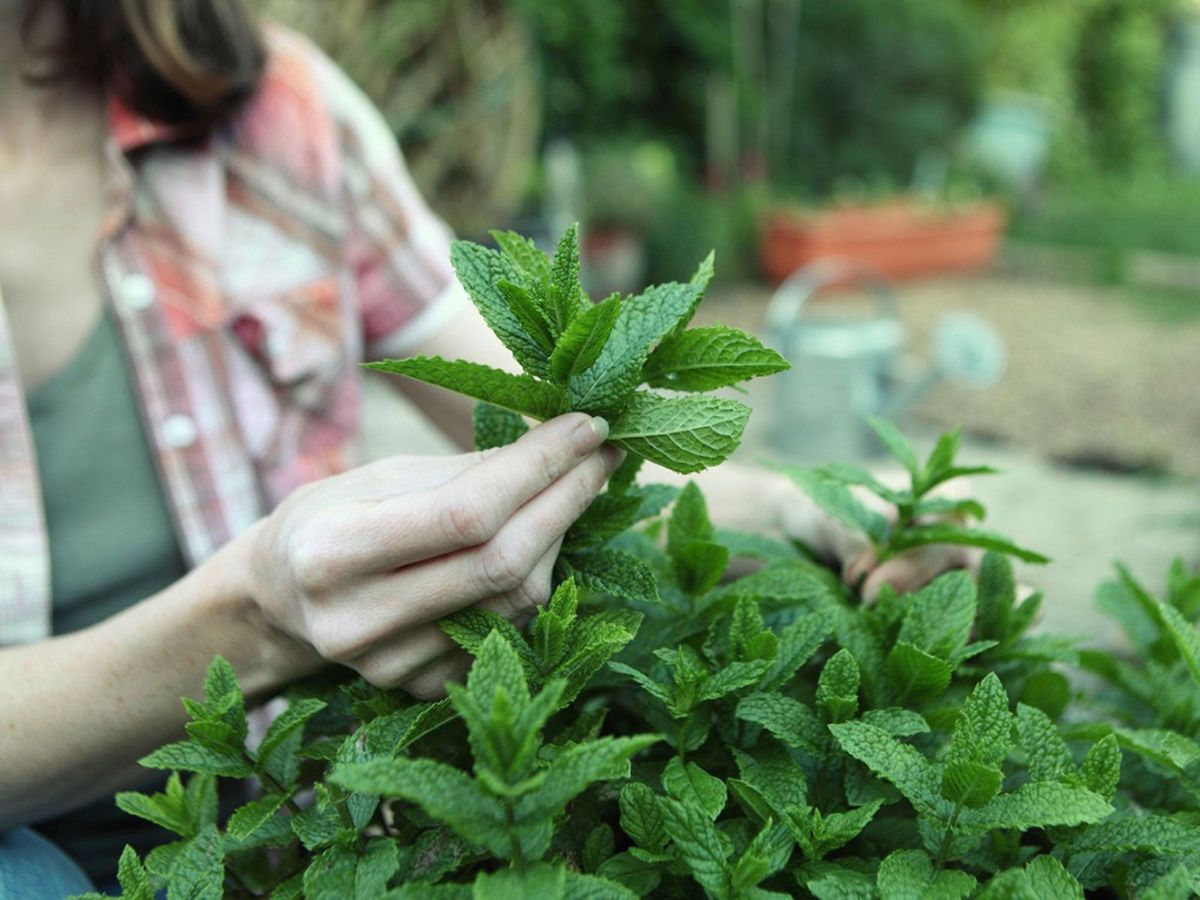 Mint Plant Pruning When And How To Prune Mint Gardening Know How