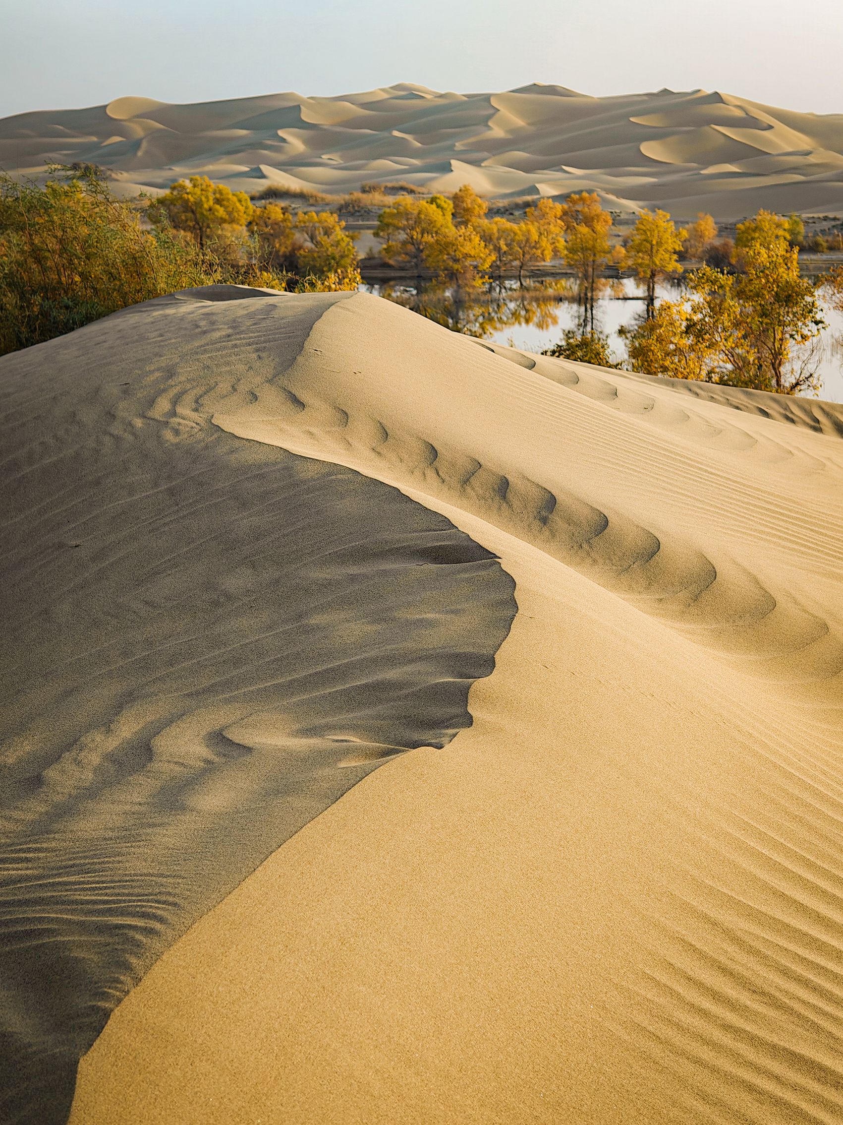 Golden sand dunes with ripples in the foreground, behind a line of vibrant yellow trees beside a reflective water body, under a clear sky