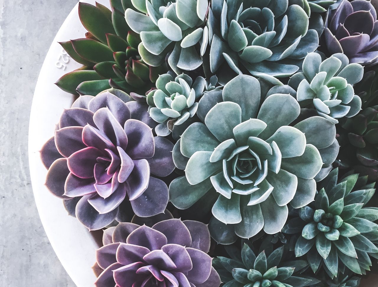 how to care for succulents