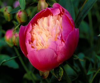 A pink peony