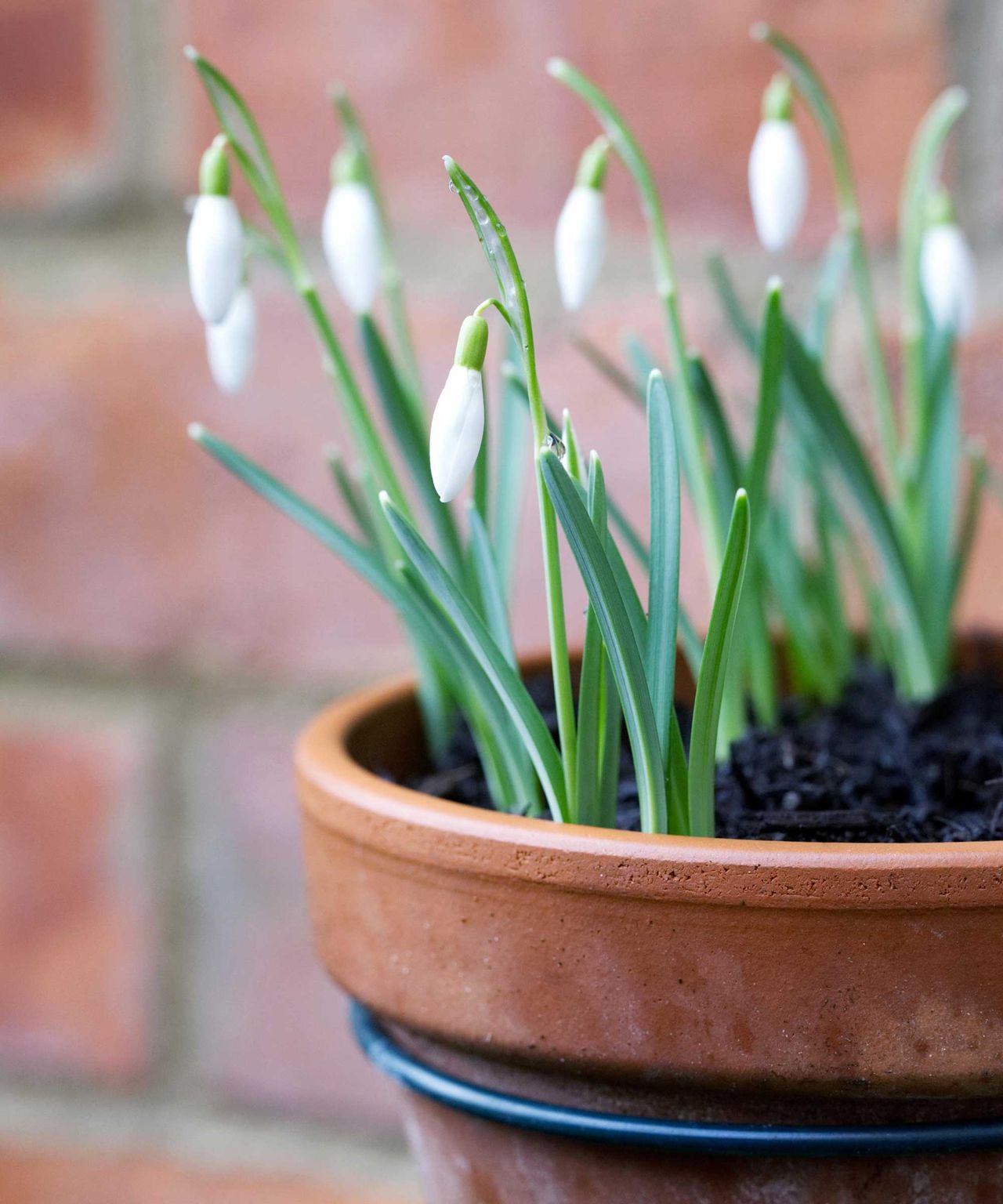 Best plants for winter hanging baskets 16 seasonal picks Gardeningetc