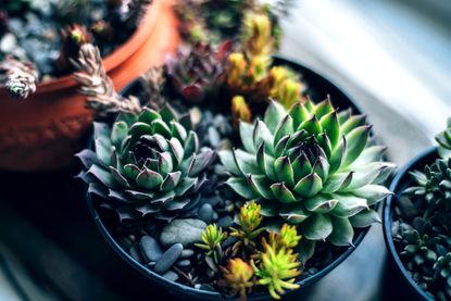 Succulents in a plant pot on a windowsill 