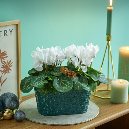 How to grow cyclamen indoors – indoor cyclamen care guide | Ideal Home