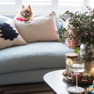 Small dog sitting on a blue sofa with white cushions on it