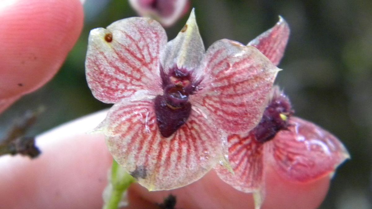 demon-orchid-close