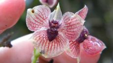 demon-orchid-close