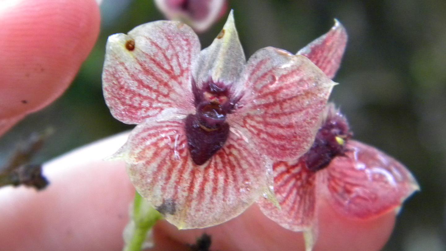 Demon Orchid' Has a 'Devil Head' and Claw-Like Petals | Live Science