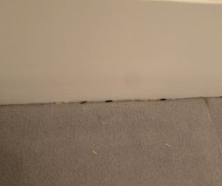 Grains of rice stuck between the carpet and the wall.