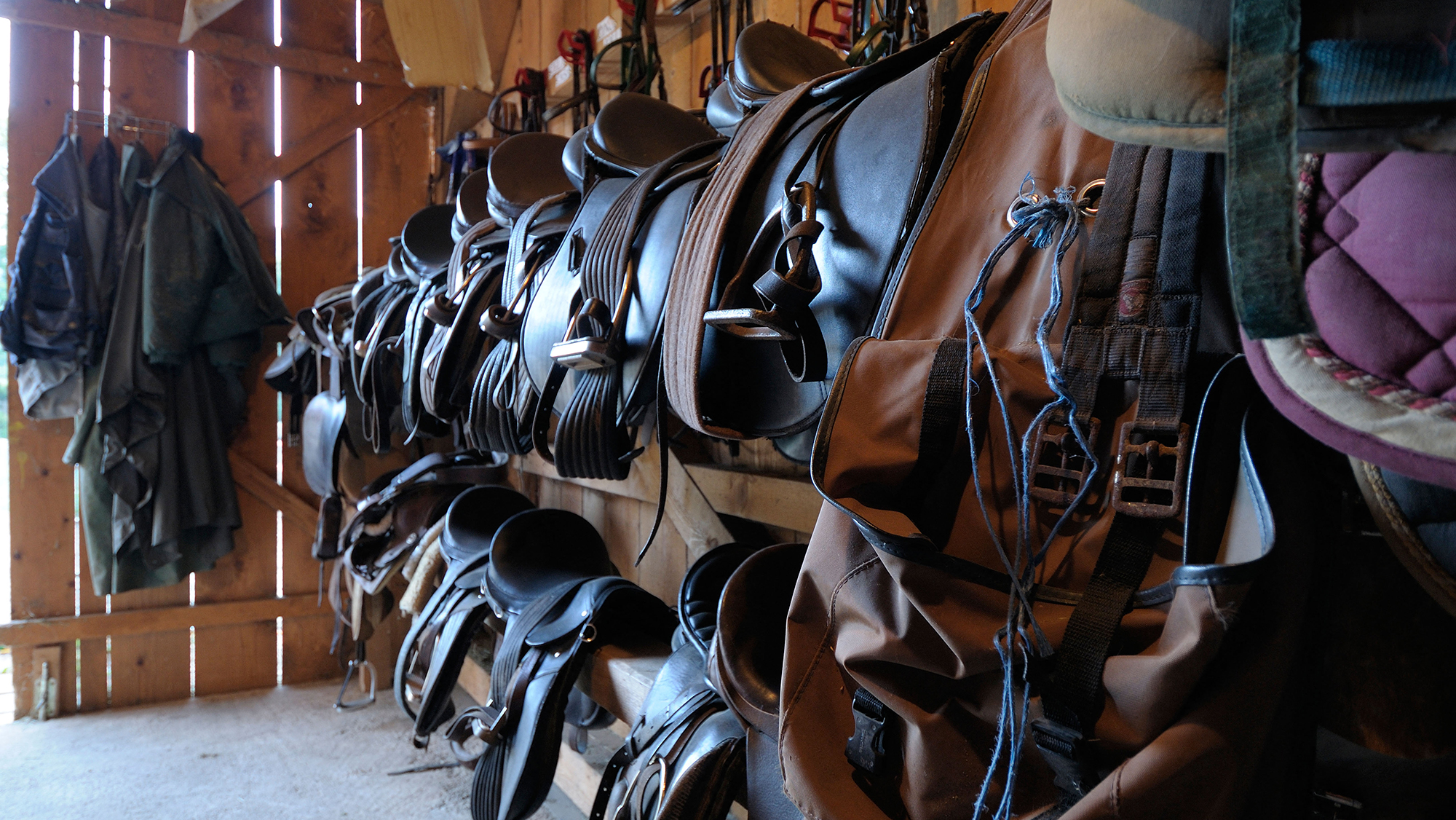tack room with two horizontal parallel bars on which sit saddles