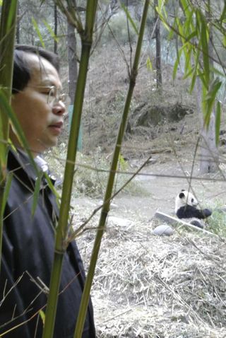 Man and panda: MSU researcher Jianguo "Jack" Liu, director of Michigan State University Center for Systems Integration and Sustainability, watches a Wolong panda.