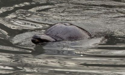 This poor little dolphin was stuck in the notoriously polluted Gowanus Canal in Brooklyn, New York on Jan. 25.