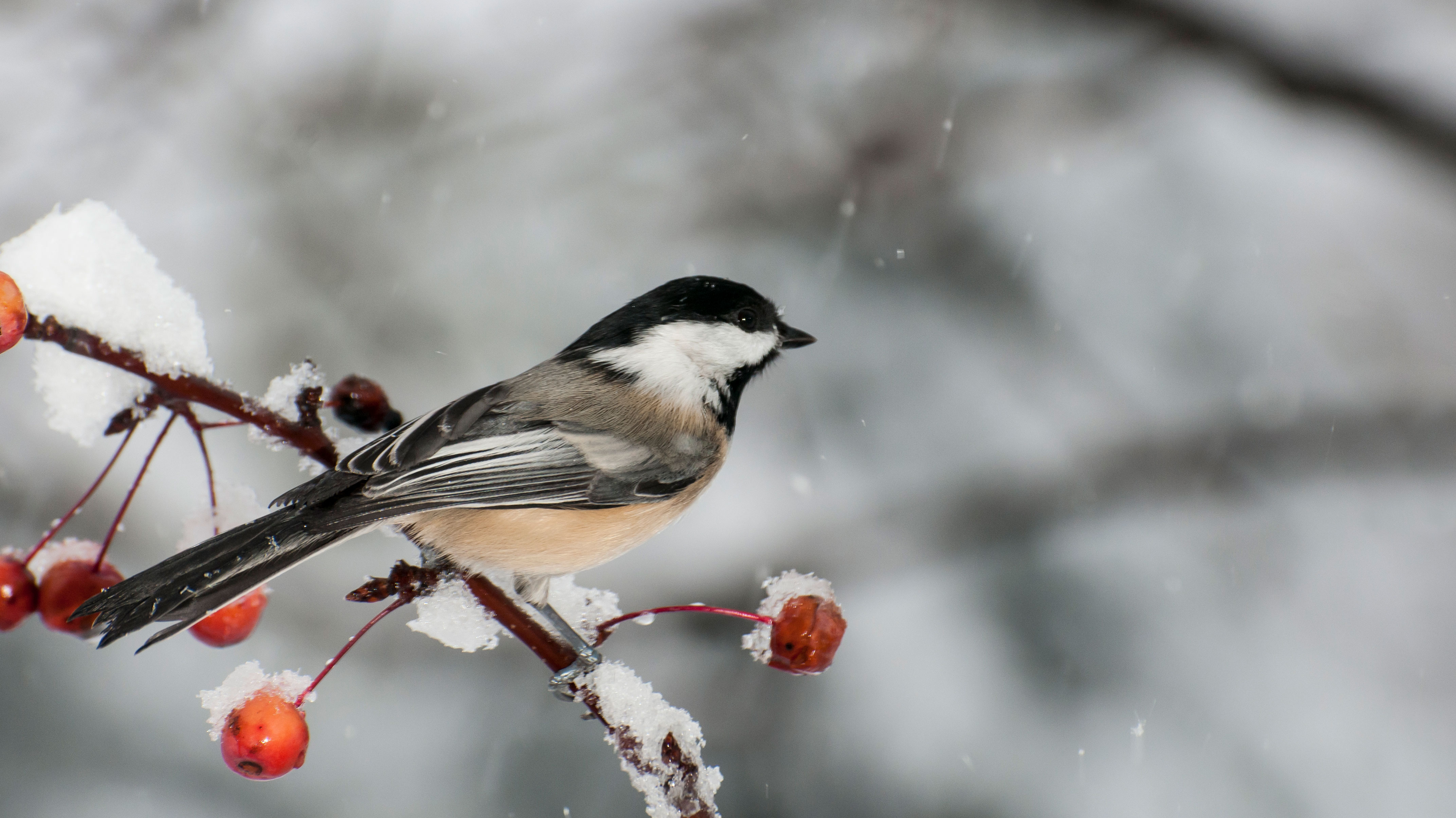 Black-capped Chickadee, perched on a berry branch in the winter