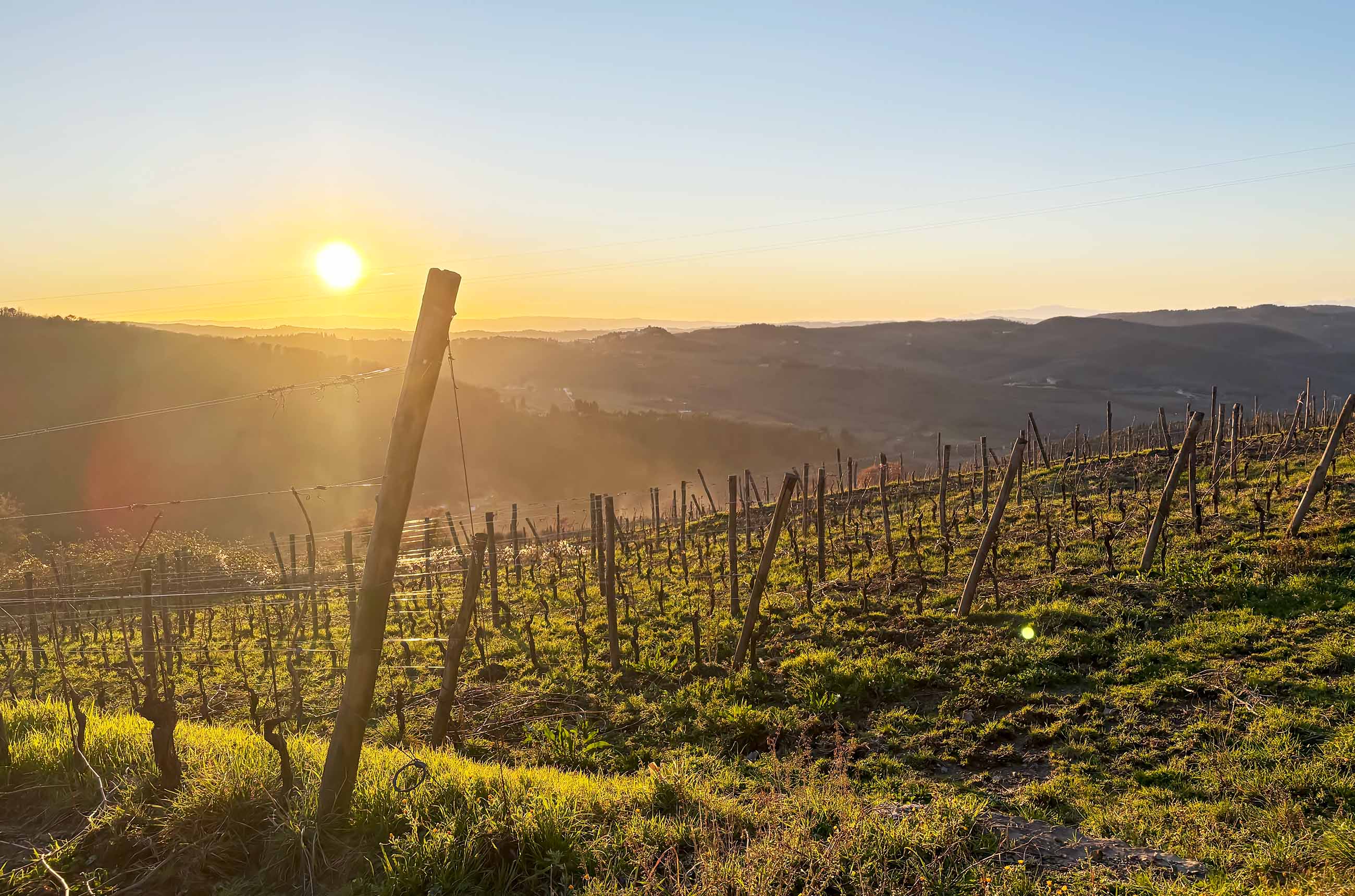 Vineyard at Lamole di Lamole at sunset