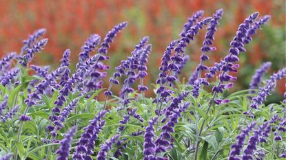 Mexican Bush Sage in bloom