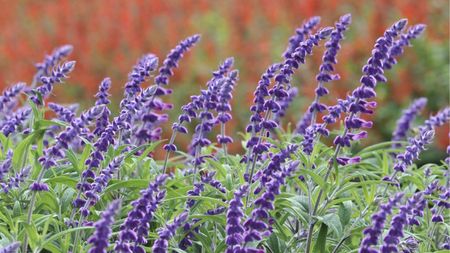Mexican Bush Sage in bloom