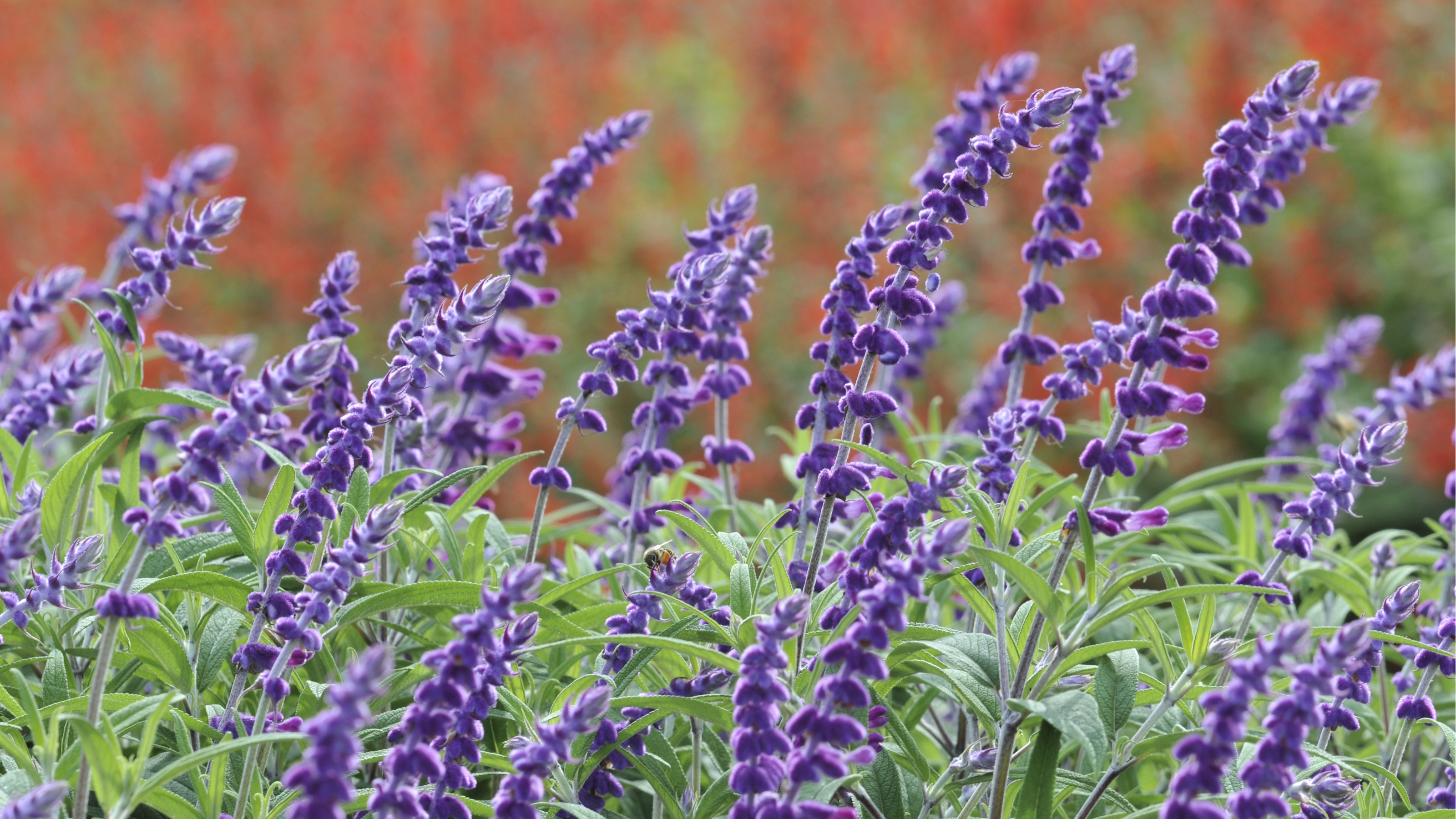Mexican Bush Sage in bloom