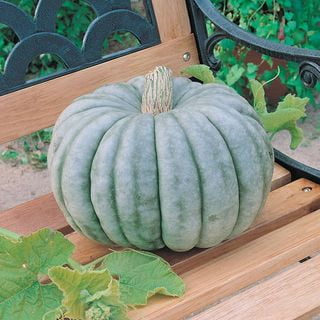 Park Seed Jarrahdale Pumpkin Seeds, Pack of 25