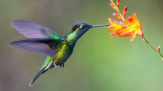 Hummingbirds' wingbeats are the fastest among all birds, flapping 70 times per second.