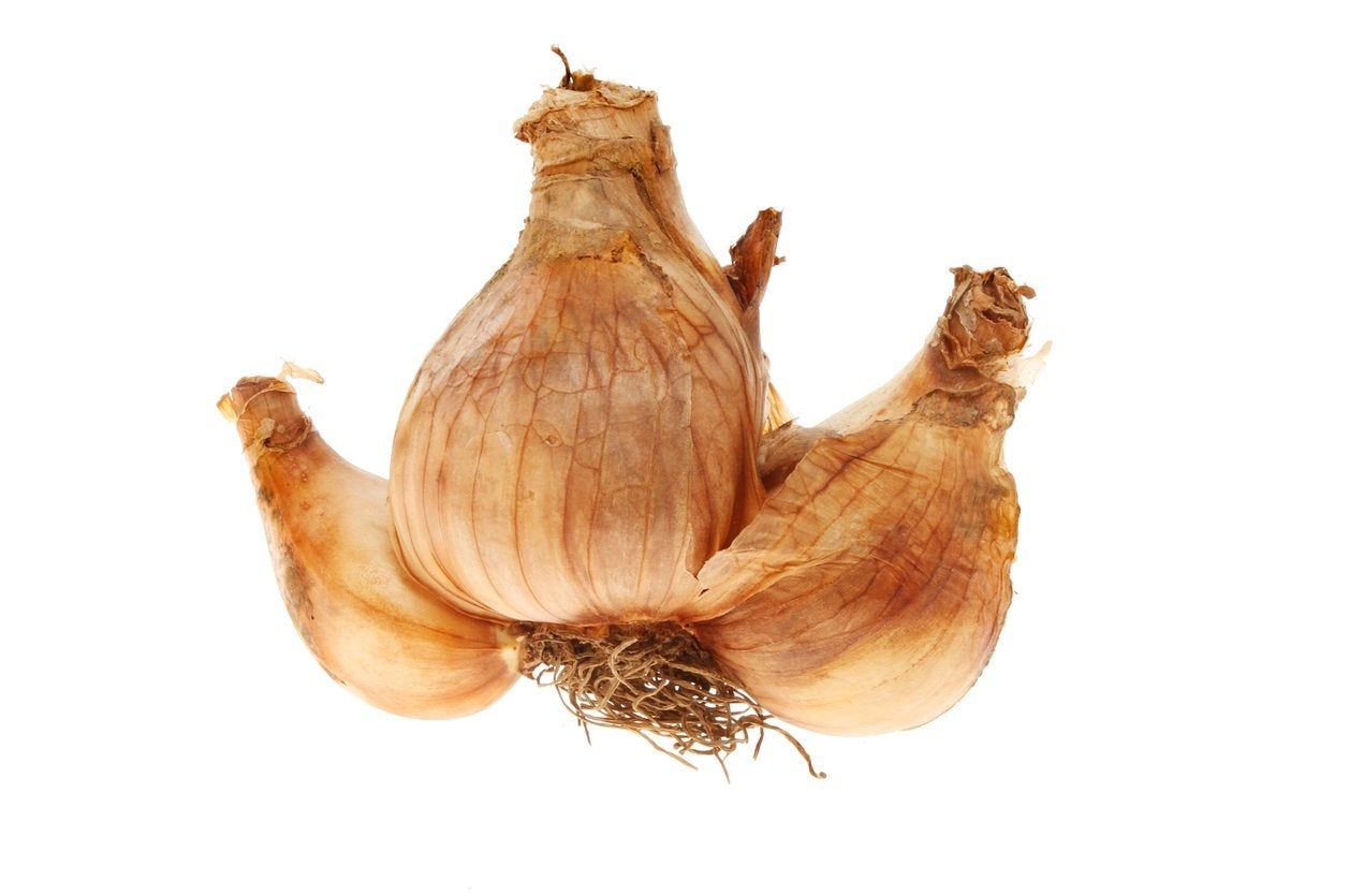 Dividing Bulb Plants - How Often Should I Divide Bulbs In The Garden